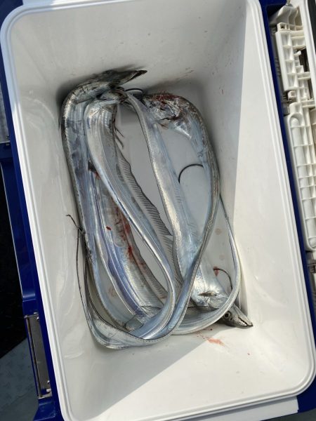 リトルワン 釣果