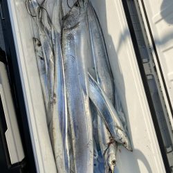 リトルワン 釣果