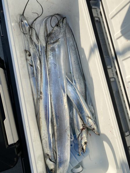 リトルワン 釣果