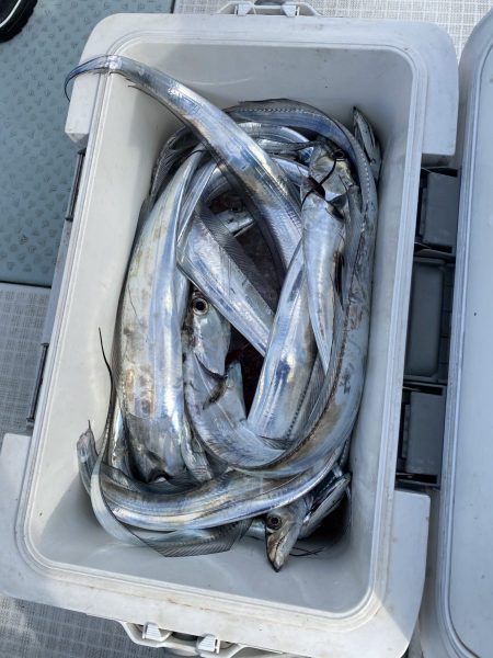 リトルワン 釣果