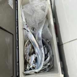 リトルワン 釣果