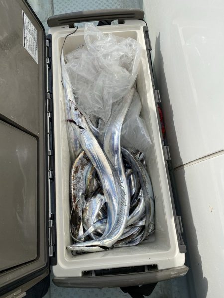 リトルワン 釣果