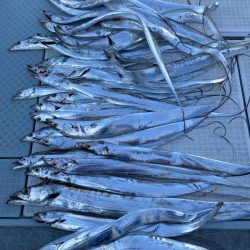 リトルワン 釣果