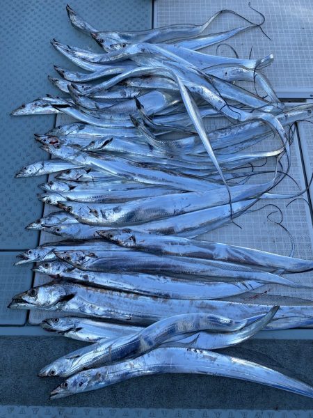 リトルワン 釣果