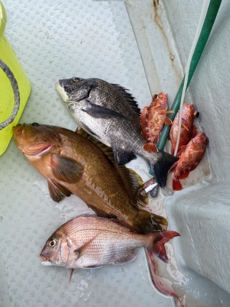 リトルワン 釣果