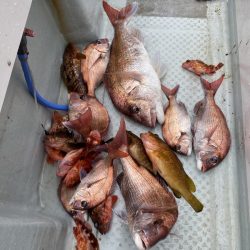 リトルワン 釣果