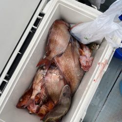 リトルワン 釣果