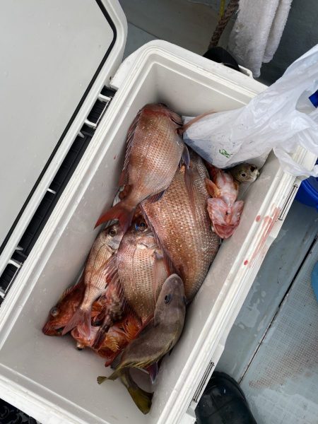 リトルワン 釣果