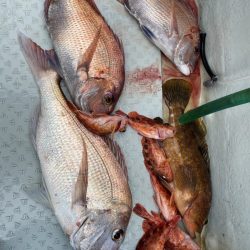 リトルワン 釣果