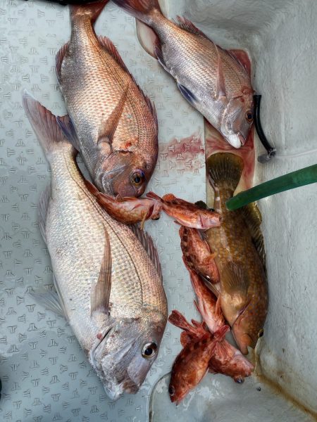 リトルワン 釣果