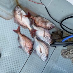 リトルワン 釣果