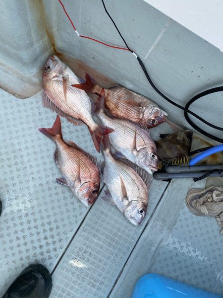 リトルワン 釣果