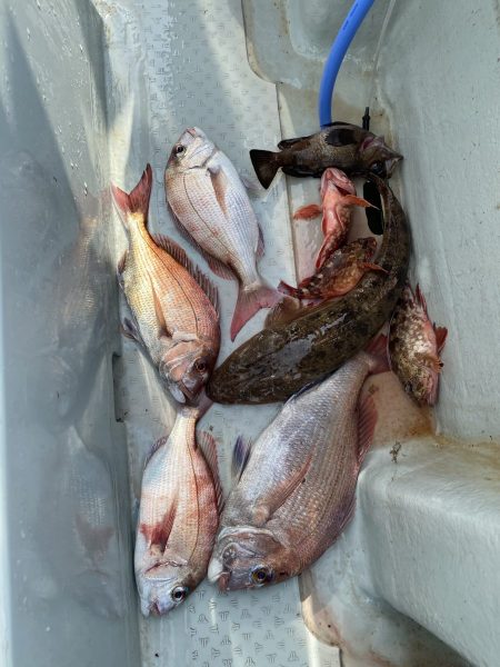 リトルワン 釣果