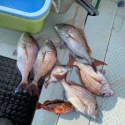 リトルワン 釣果