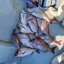 リトルワン 釣果