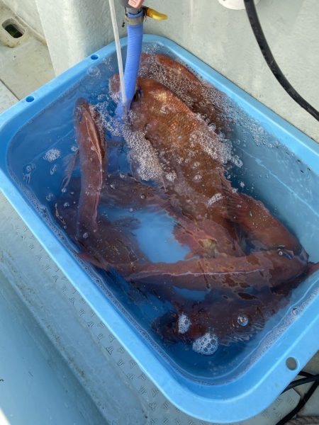 リトルワン 釣果