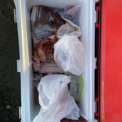 リトルワン 釣果