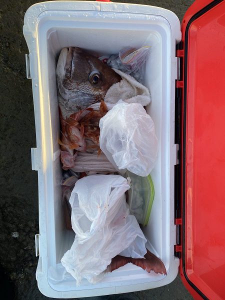 リトルワン 釣果