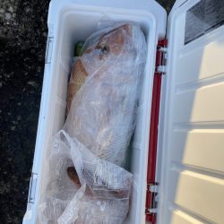 リトルワン 釣果