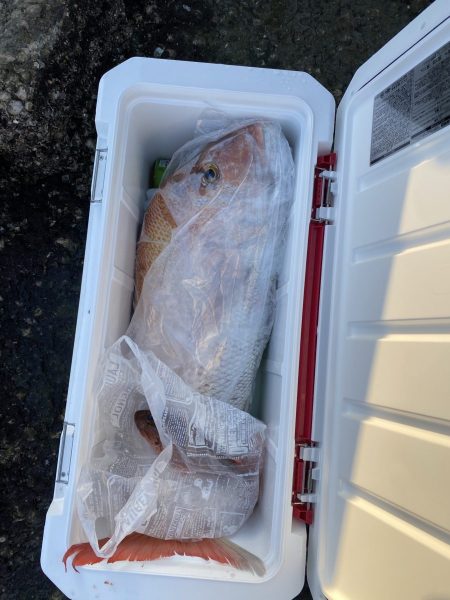 リトルワン 釣果