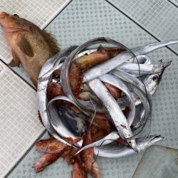 リトルワン 釣果