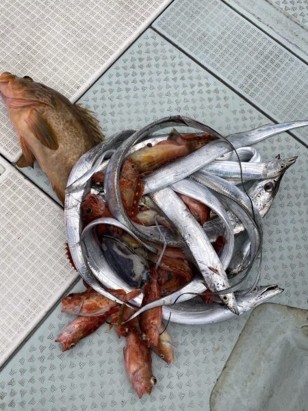 リトルワン 釣果