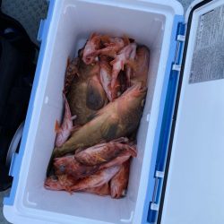 リトルワン 釣果