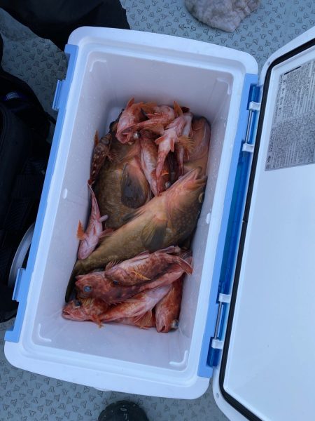 リトルワン 釣果