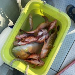 リトルワン 釣果