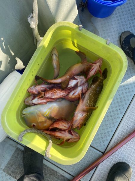 リトルワン 釣果