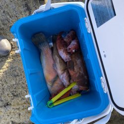 リトルワン 釣果