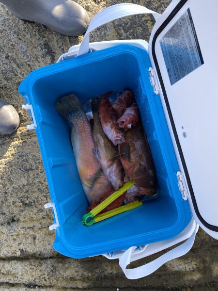 リトルワン 釣果