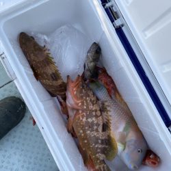 リトルワン 釣果