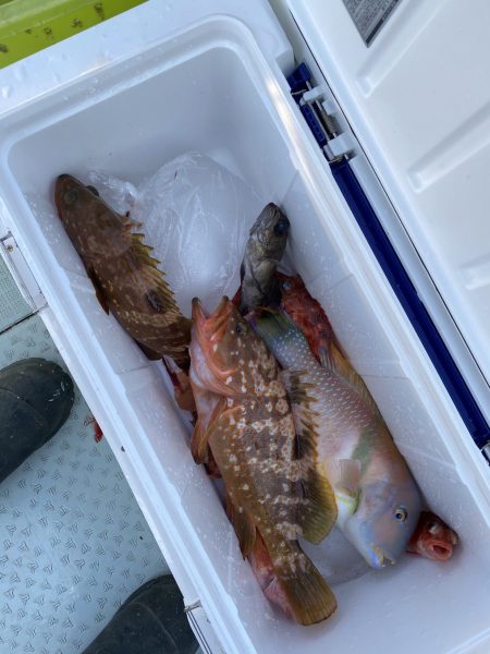 リトルワン 釣果