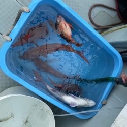 リトルワン 釣果