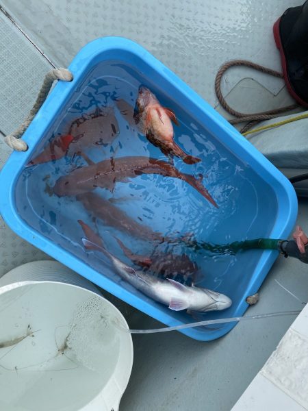 リトルワン 釣果