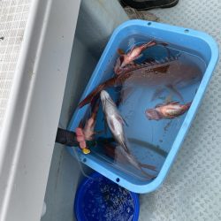 リトルワン 釣果