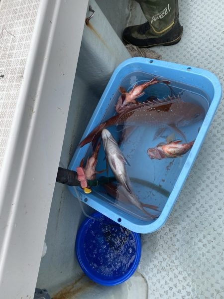 リトルワン 釣果