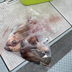 リトルワン 釣果