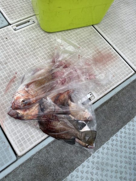 リトルワン 釣果