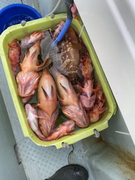 リトルワン 釣果