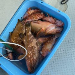 リトルワン 釣果