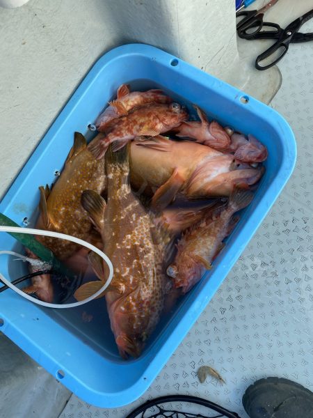 リトルワン 釣果