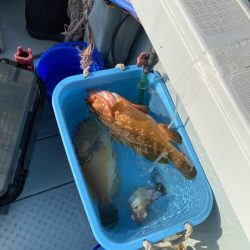 リトルワン 釣果