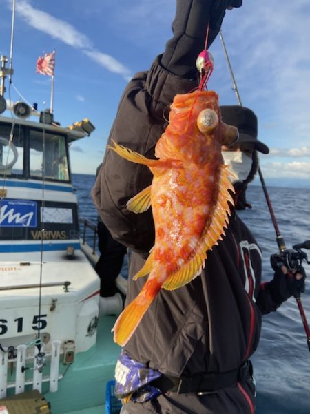 シードリーム 釣果