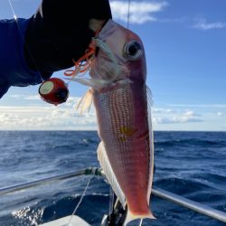 シードリーム 釣果