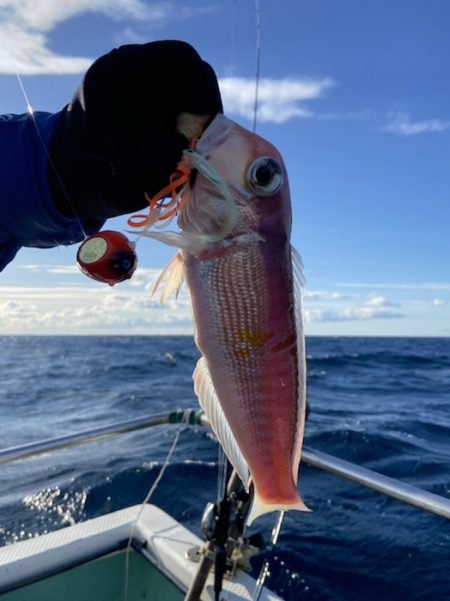 シードリーム 釣果