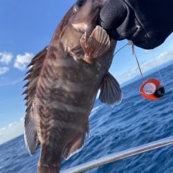 シードリーム 釣果