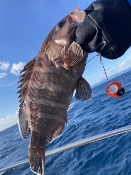 シードリーム 釣果