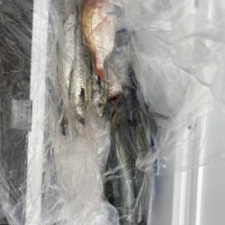 シーモンキー 釣果